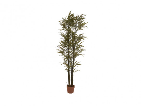 Planta Phoenix Bambú
