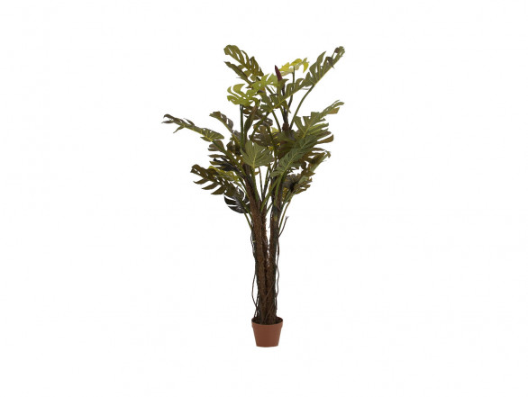 Planta Split Philo