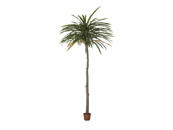 Planta Dracenea