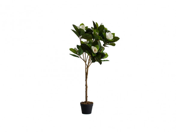 Planta Magnolia