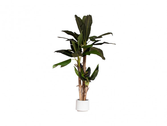 Planta platanero artificial
